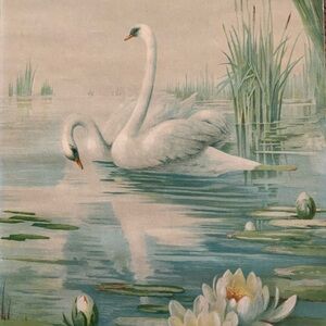 Swans & Lily Pads Vintage Print